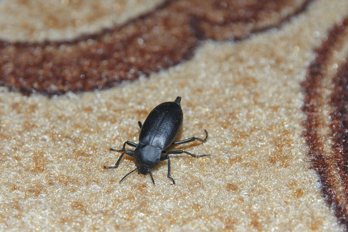 https://storables.com/wp-content/uploads/2023/12/what-does-a-carpet-beetle-look-like-1701673505.jpg