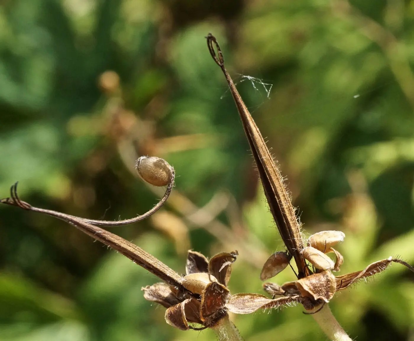 What Does A Geranium Seed Pod Look Like