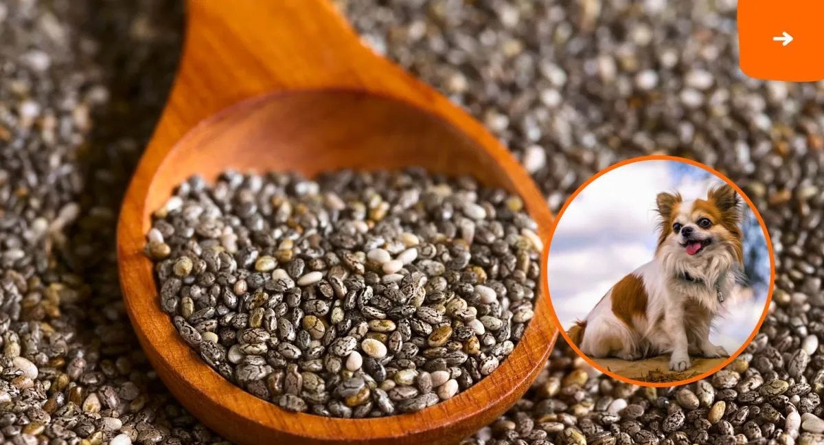 What Does Chia Seeds Do For Dogs
