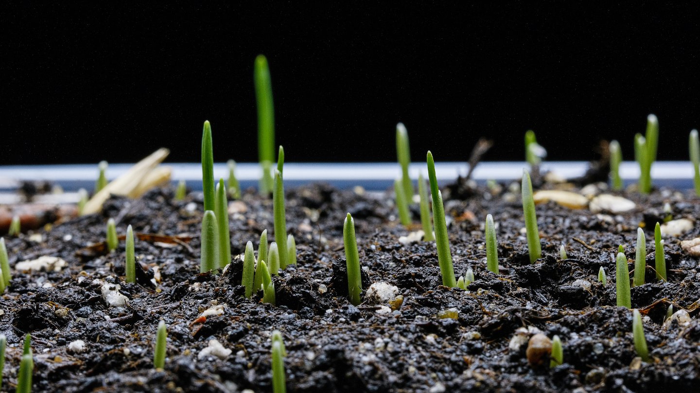 What Does Grass Seed Look Like When It Germinates