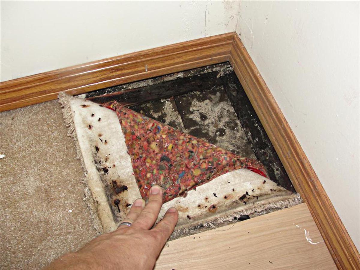 How to tell if there is mold in carpet/padding? : r/HomeMaintenance