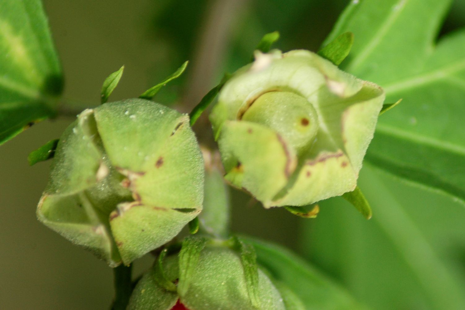 What Does Rose Of Sharon Seeds Look Like