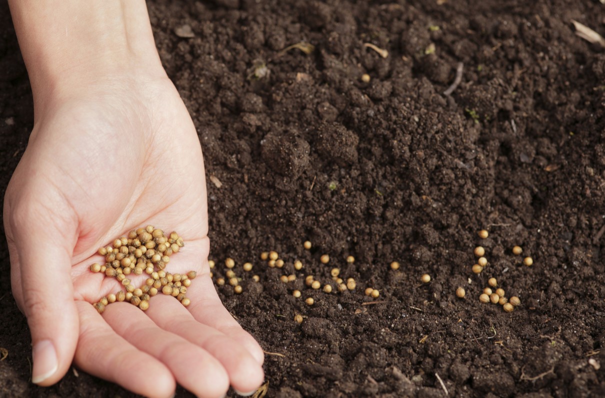 What Does Sowing Seeds Mean