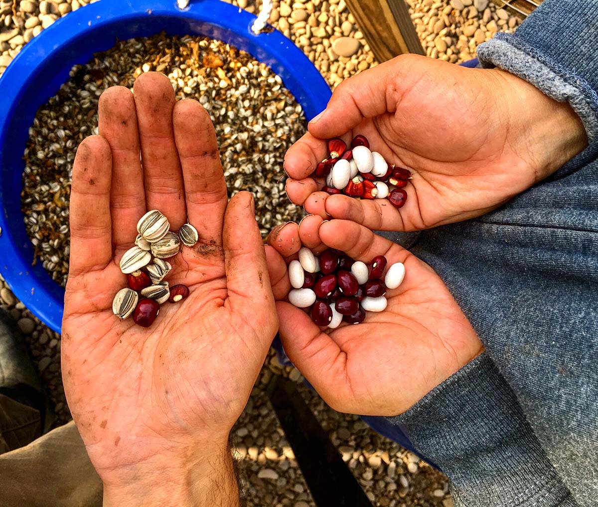 What Does The Color Coating Around GMO Seeds Mean | Storables