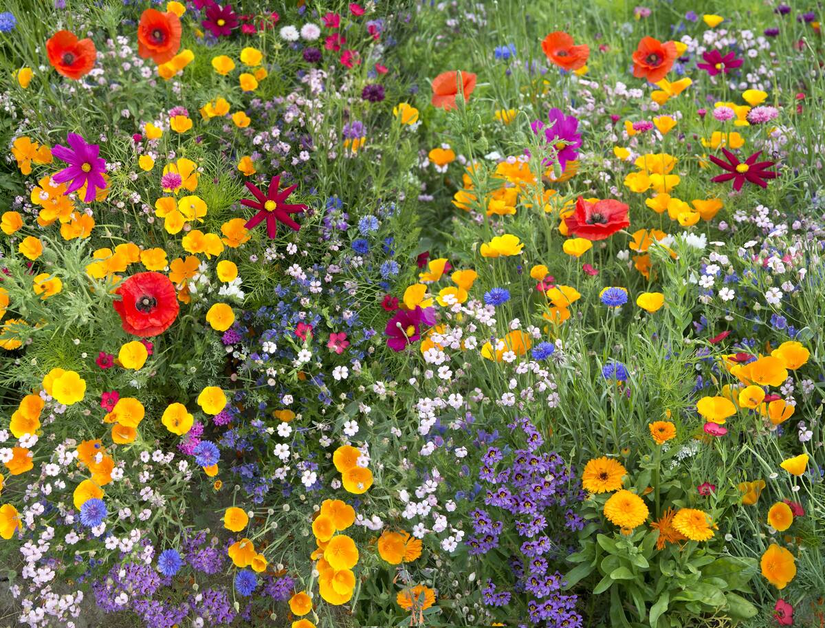 What Flowers Are In A Wildflower Mix