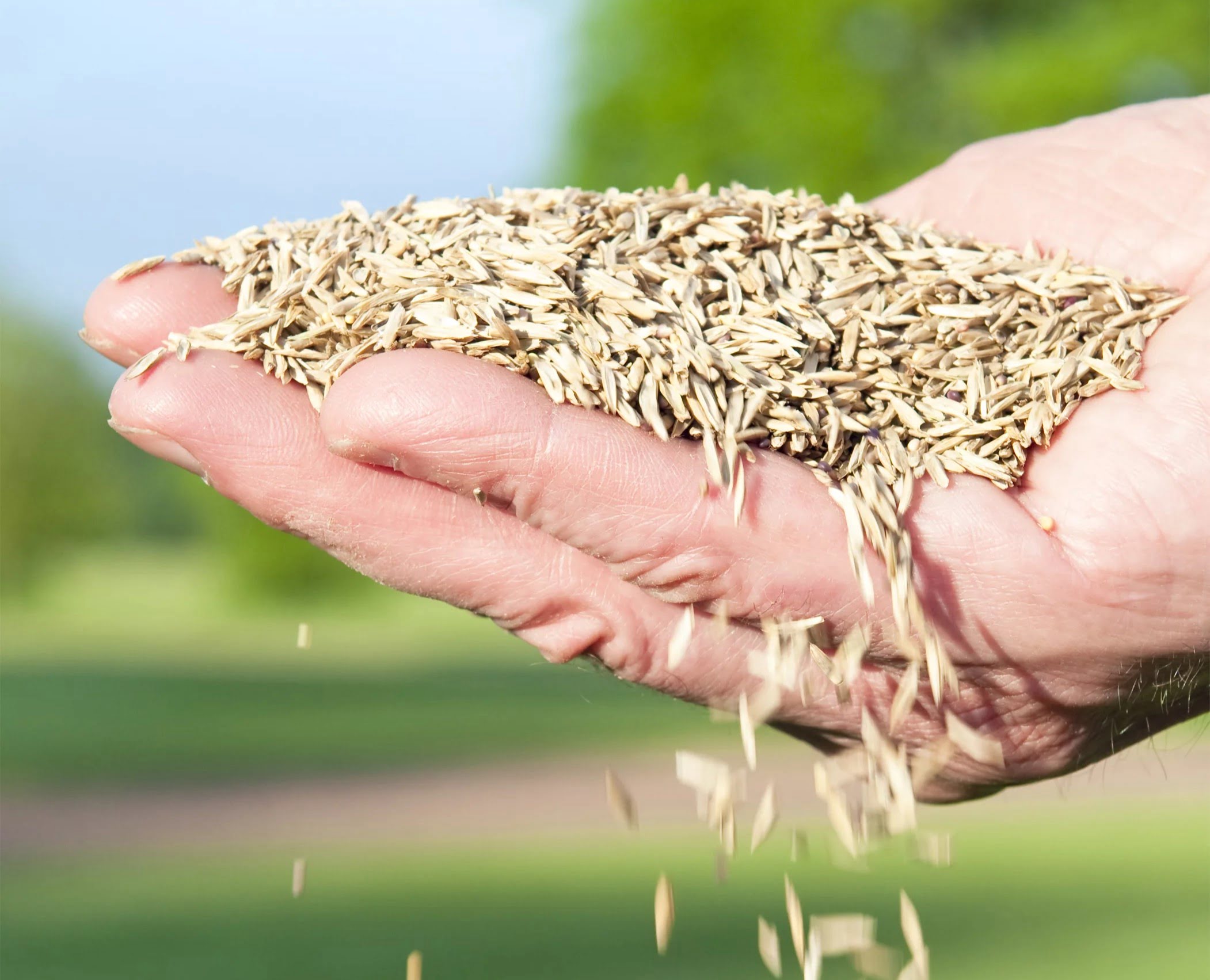What Grass Seed Grows Best In Florida
