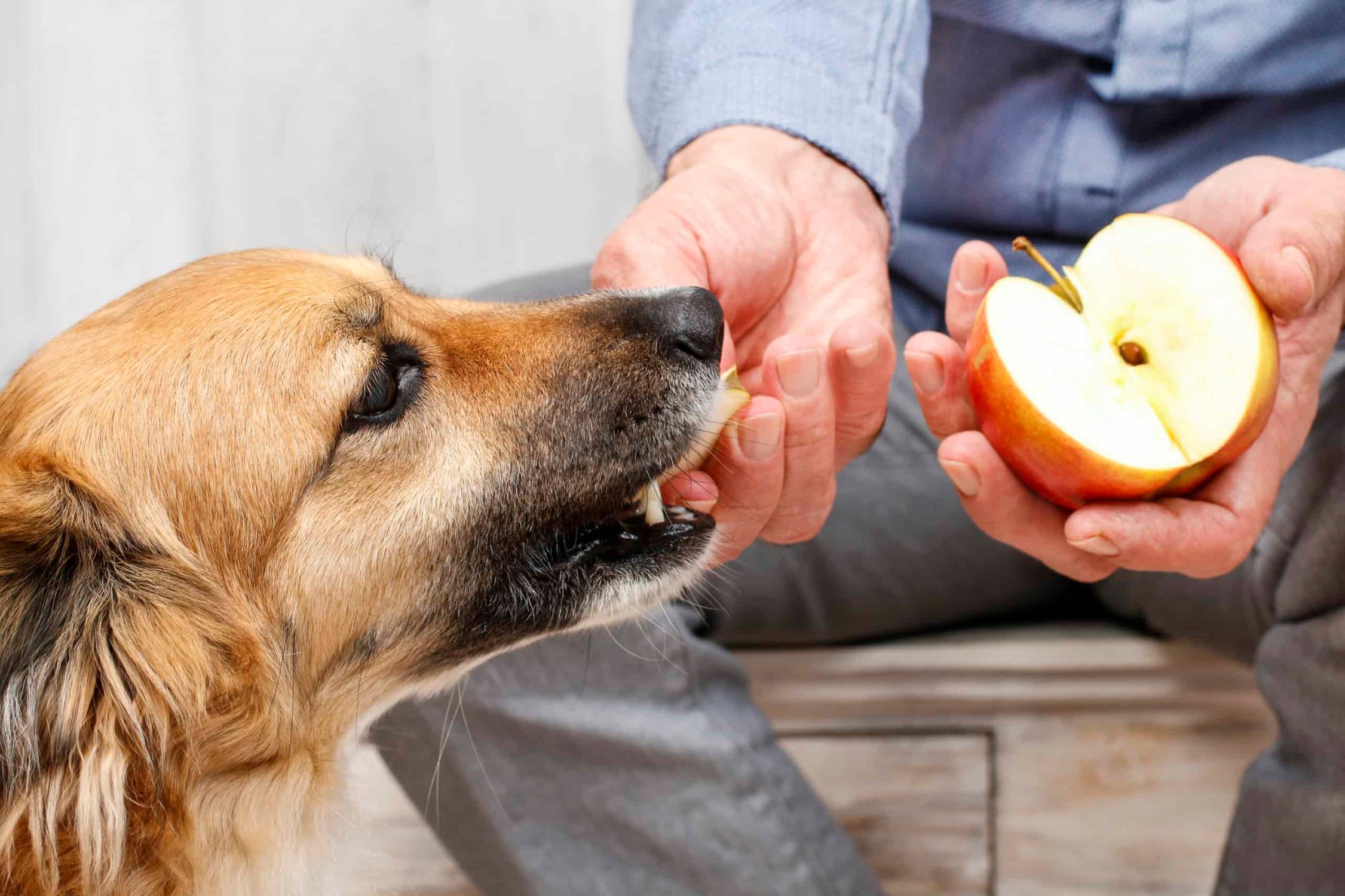 What Happens If Dogs Eat Apple Seeds