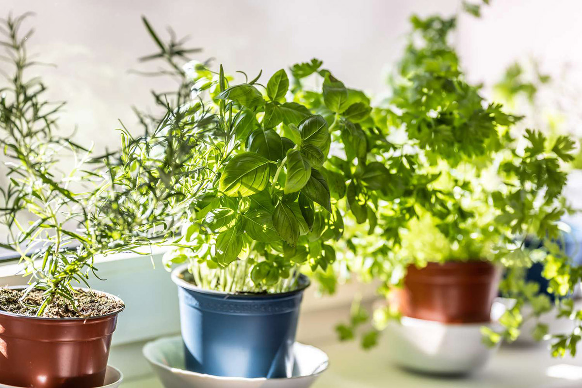 What Herbs Need Light To Germinate