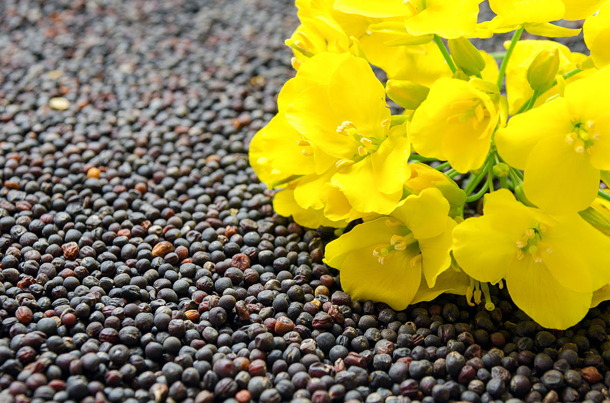 What Is A Canola Seed