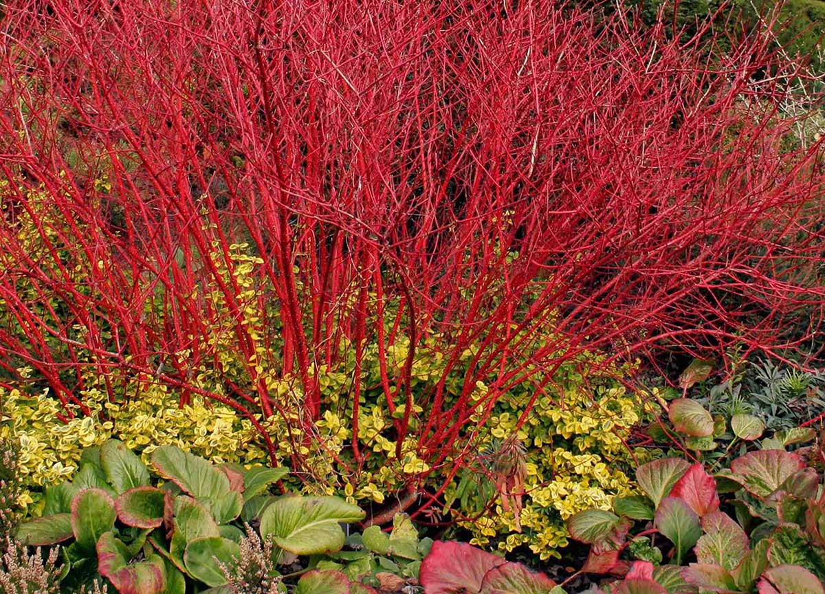 What Is A Good Perennial Ground Cover Under The Red Twig Dogwood