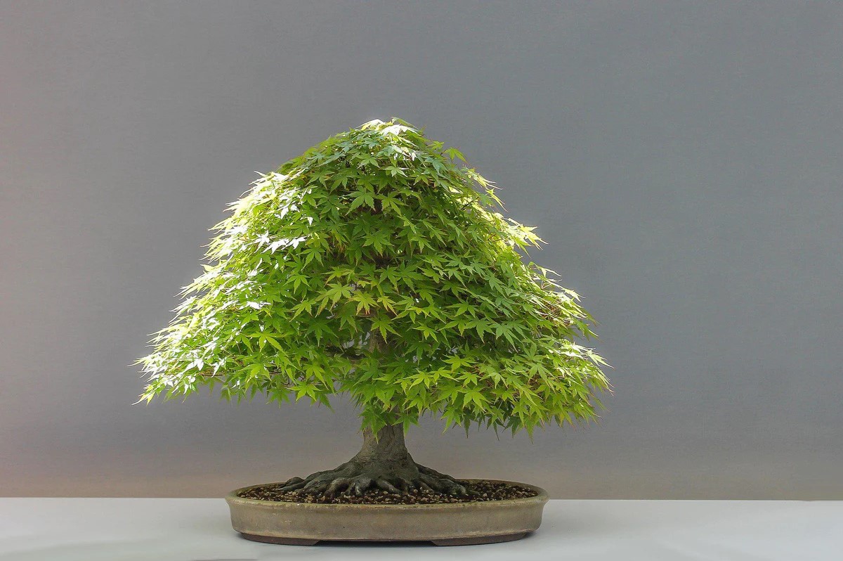 What Is A Good Soil Mix For A Japanese Maple Bonsai?