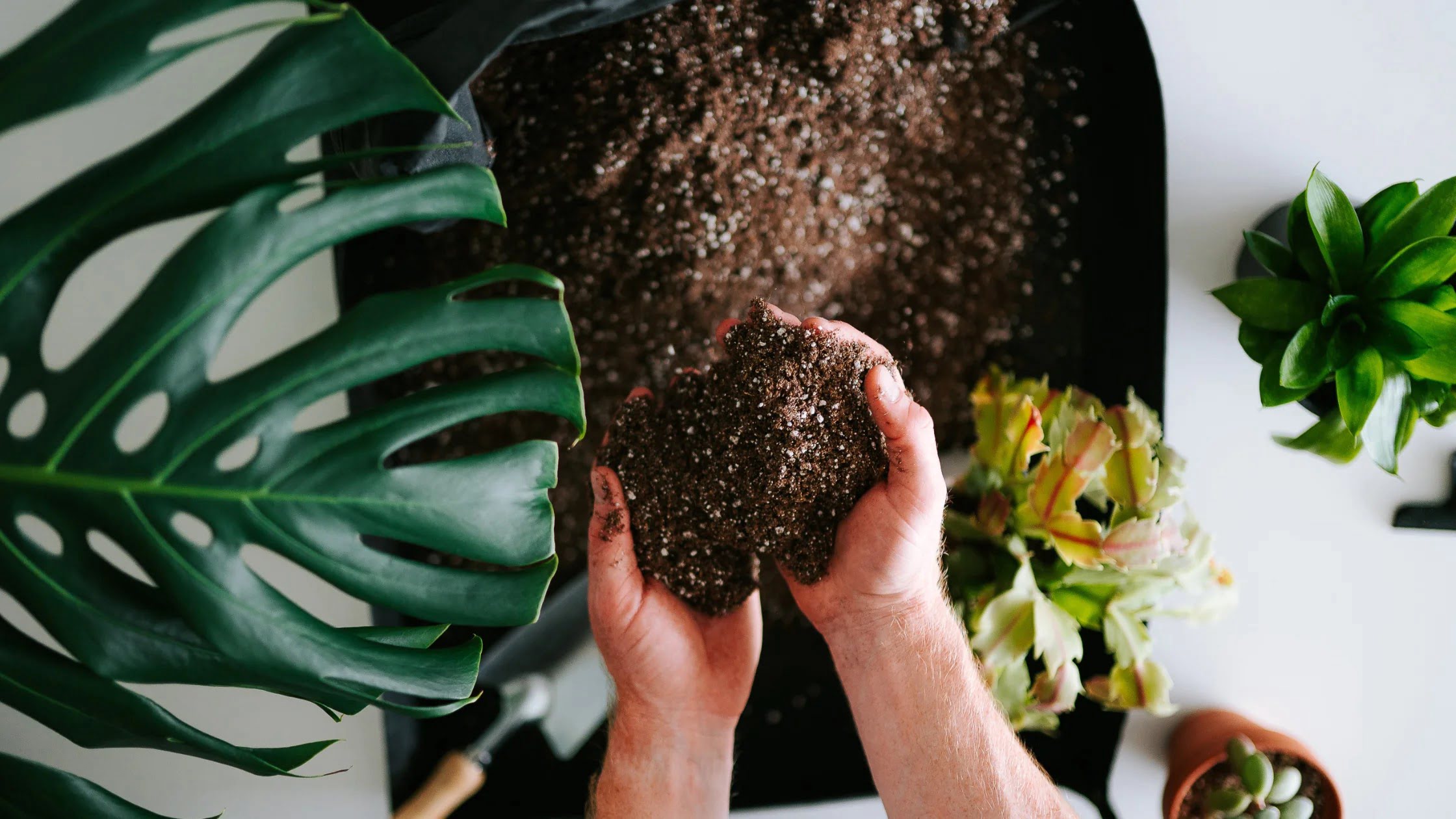 What Is A Good Soil Mix For Indoor Plants