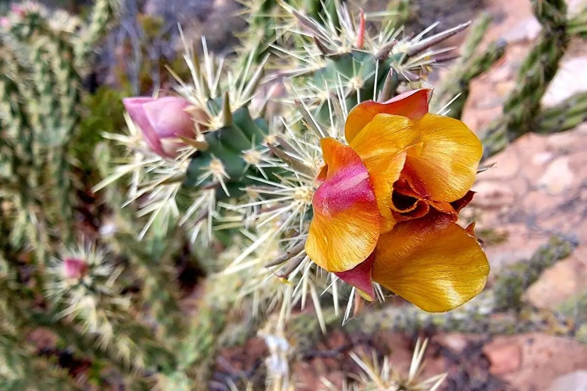 What Is A Native Plant In Southern Nevada