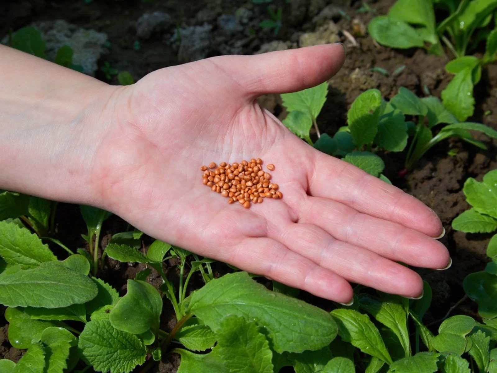 What Is A Pelleted Seed
