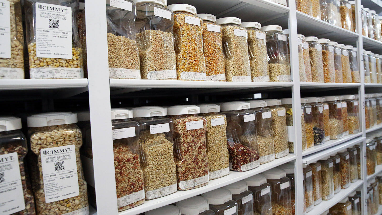 What Is A Seed Bank