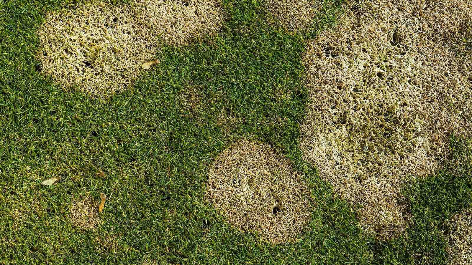 What Is Dollar Spot In Lawns