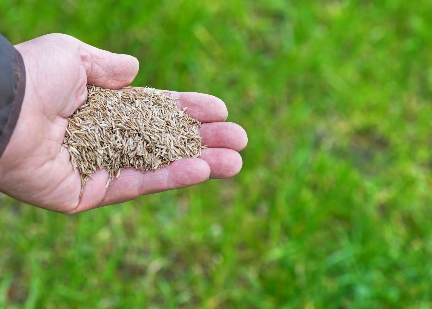 What Is Grass Seed