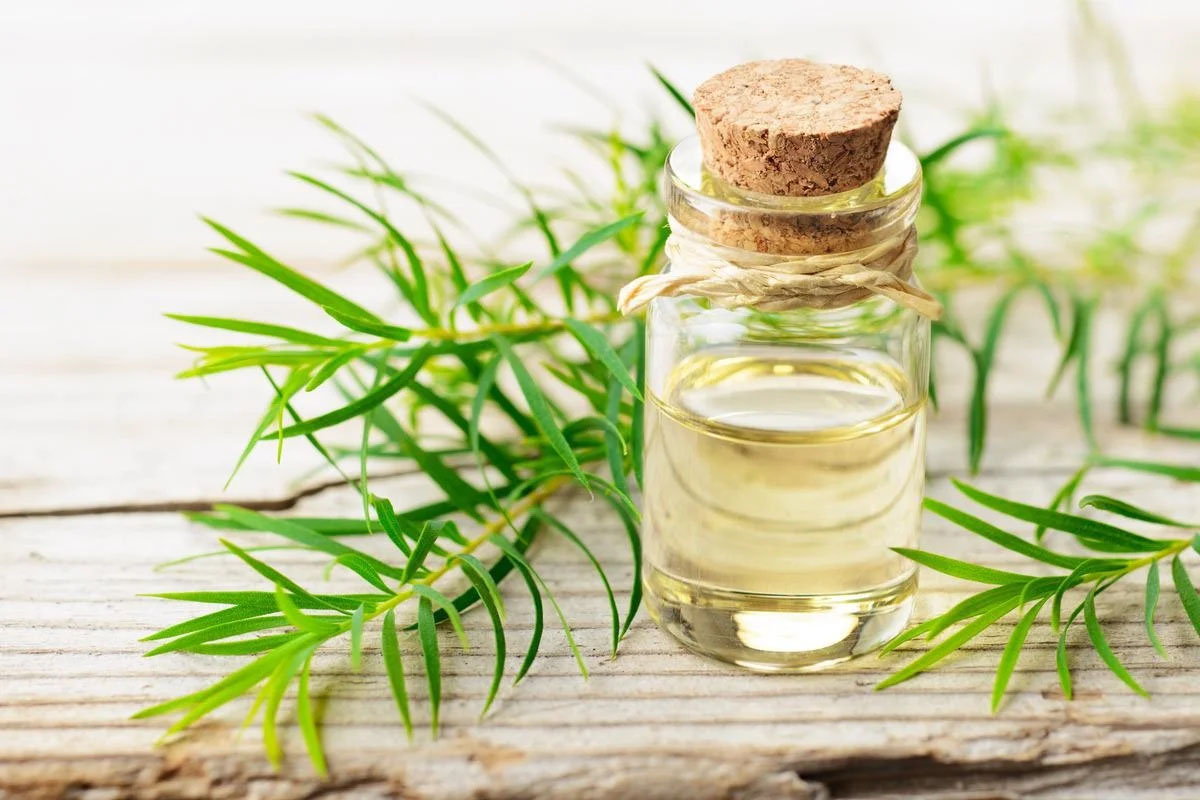 What Is Tea Tree Oil Good For In A Diffuser