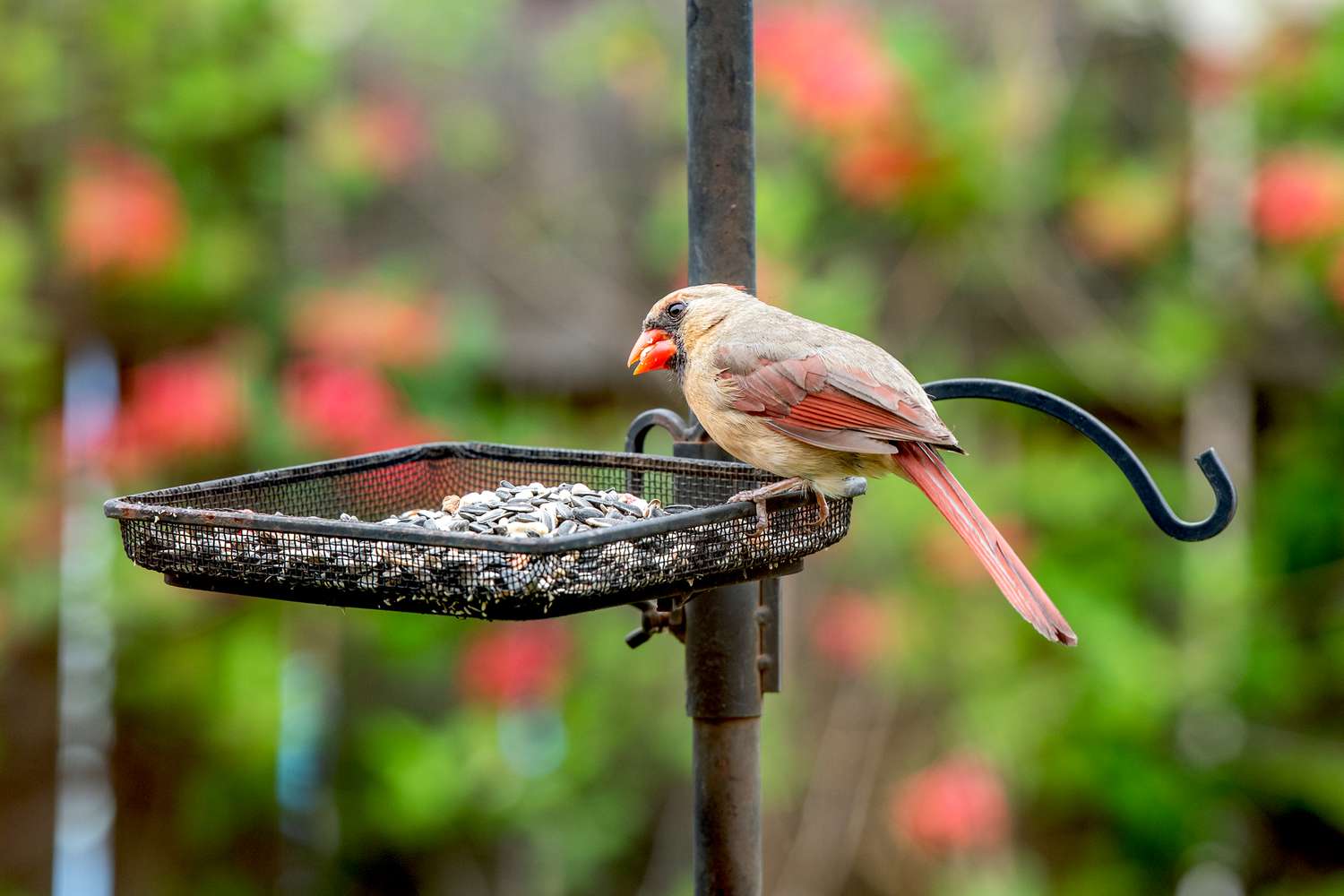 What Is The Best Bird Seed