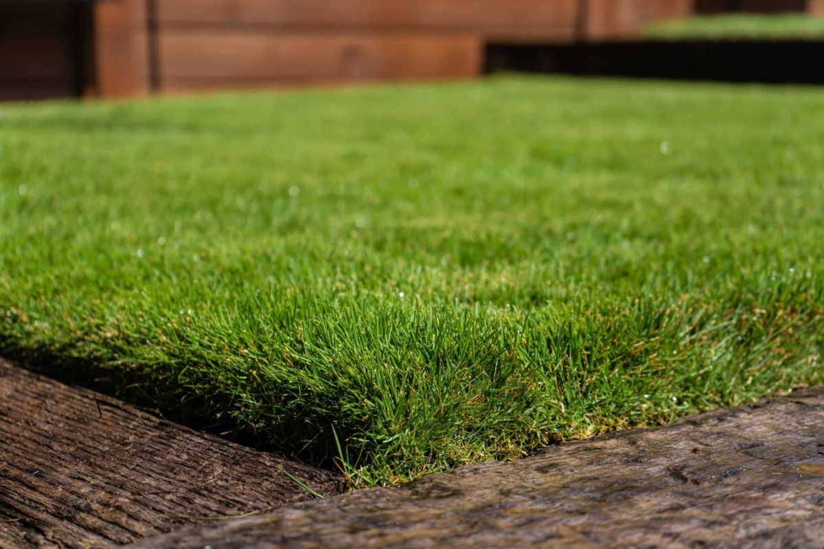 What Is The Best Grass For Lawns