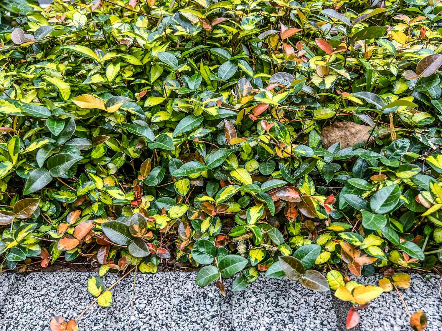 What Is The Best Ground Cover For Northern Florida