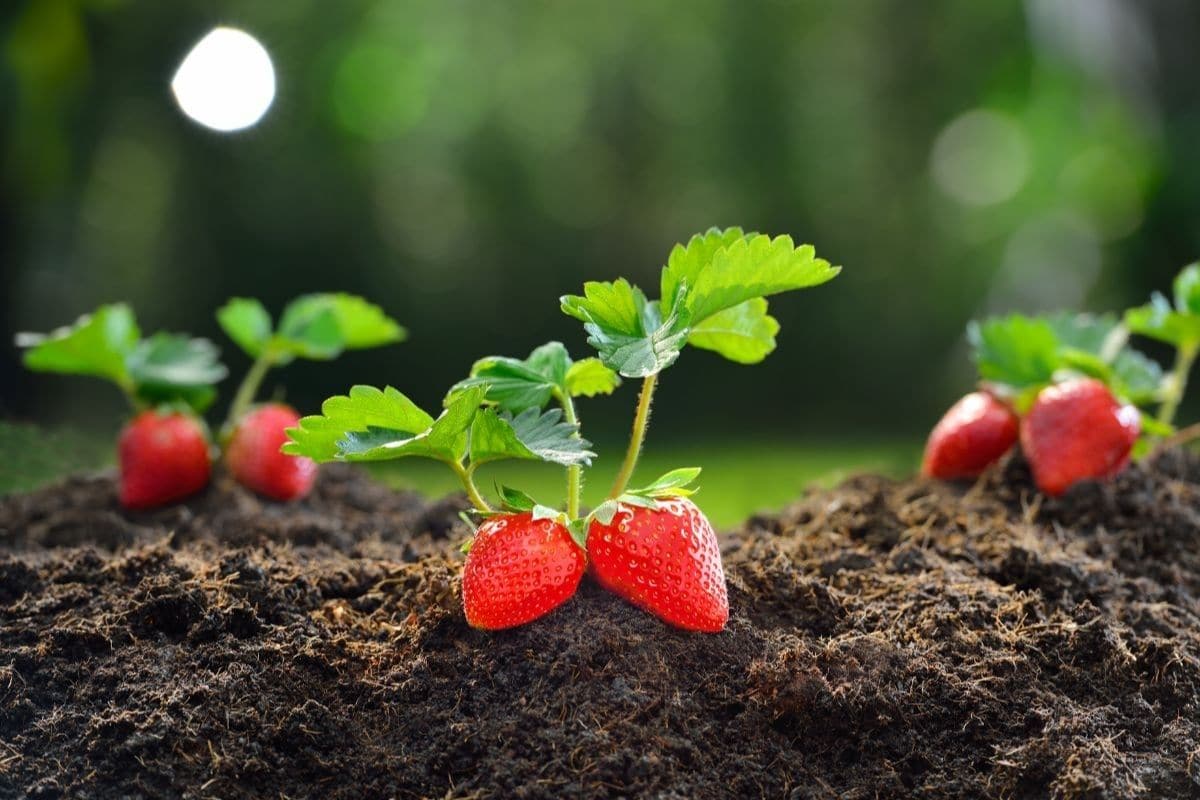 What Is The Best Soil Mix For Strawberries