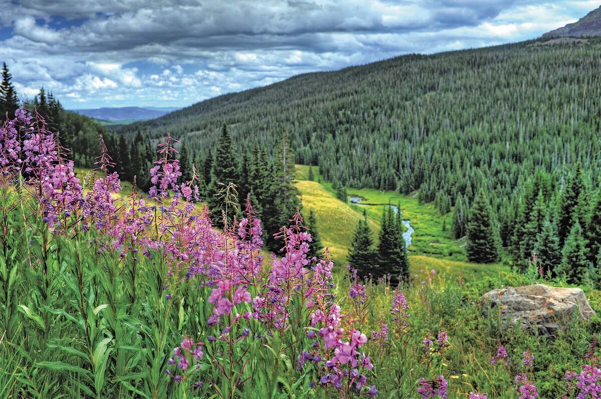 What Is The Best Time To See Wildflowers By Car In Colorado