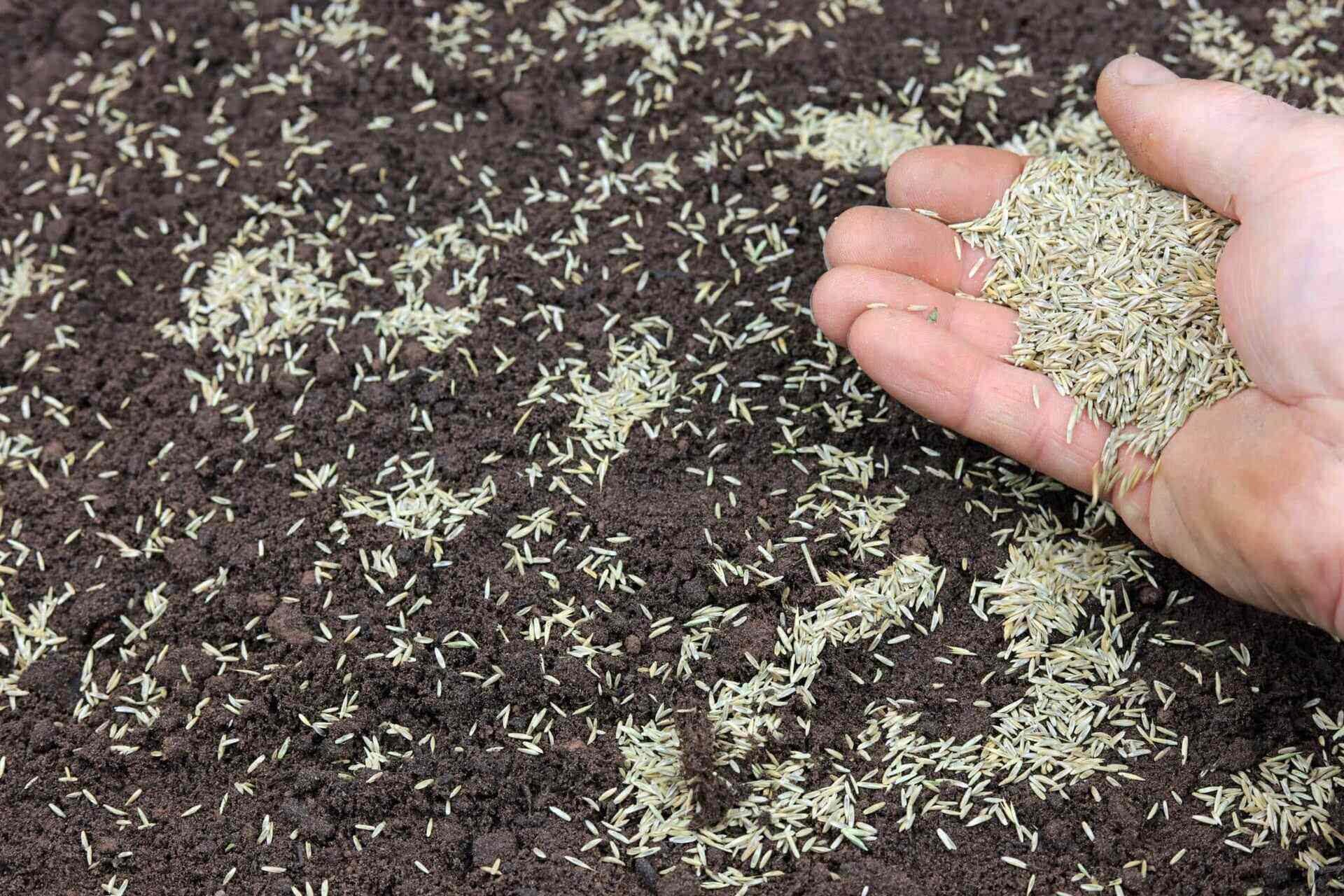 What Is The Best Type of Grass Seed