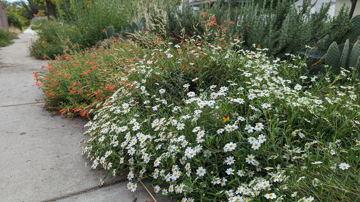 What Is The Difference Between A Utah Native Plant, A Xeriscape Plant, And A Low Water Use Plant?