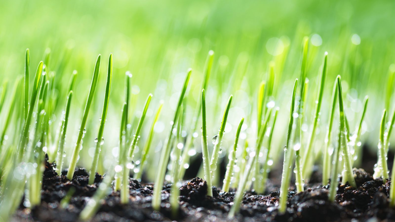 What Is The Fastest Growing Grass Seed