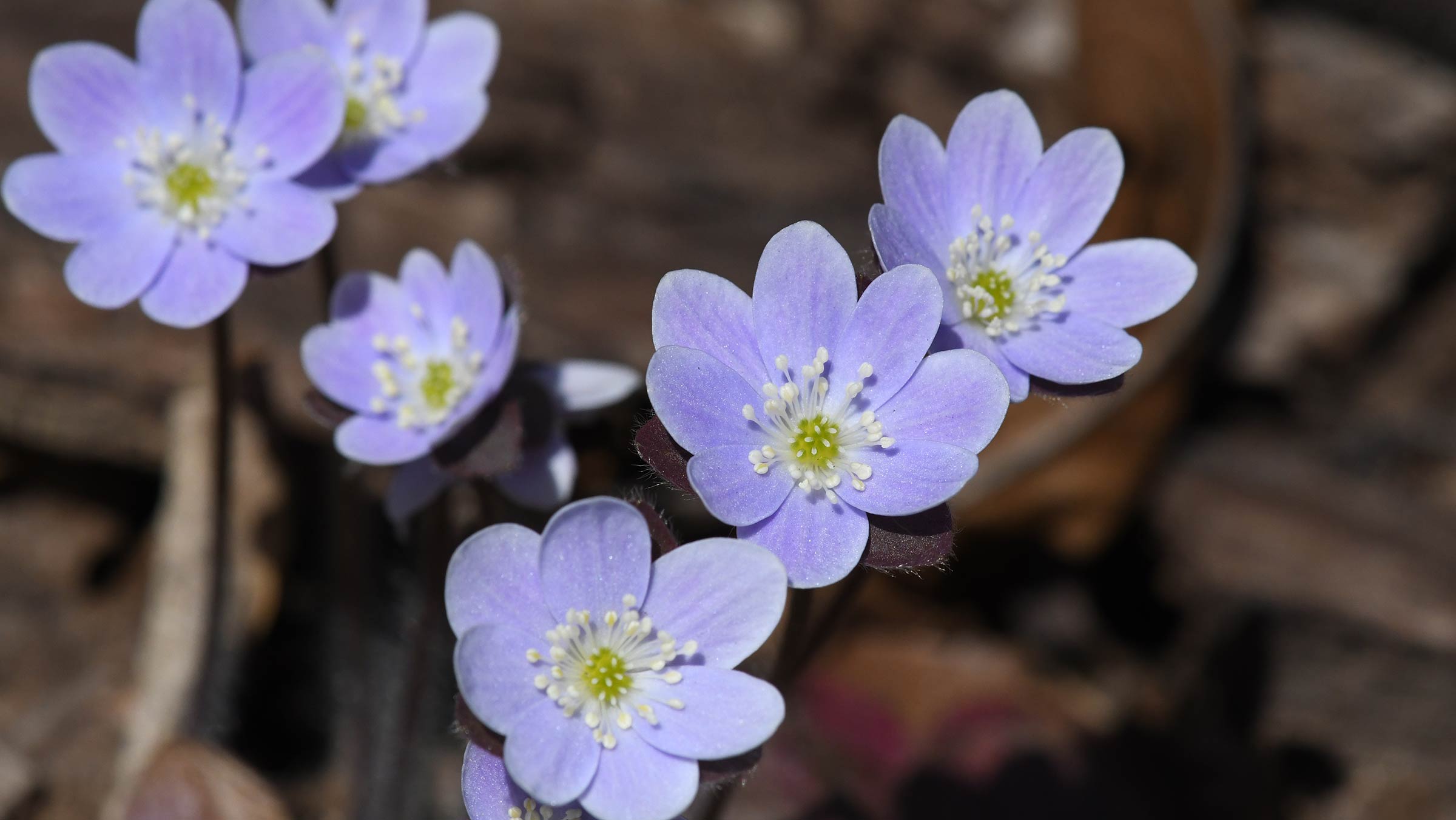 What Is The Height Of The Vermont Quietude Wildflower?