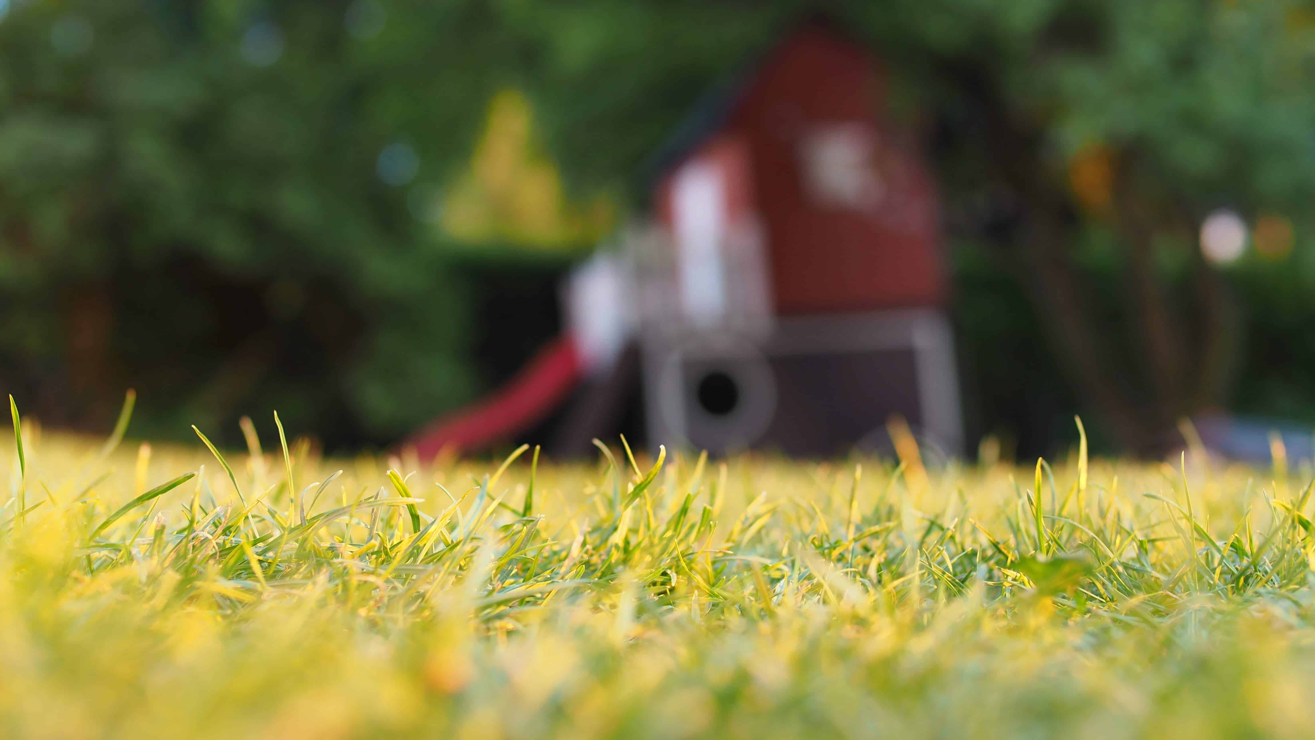 What Is The Most Destructive Insect Pest In Michigan Lawns?