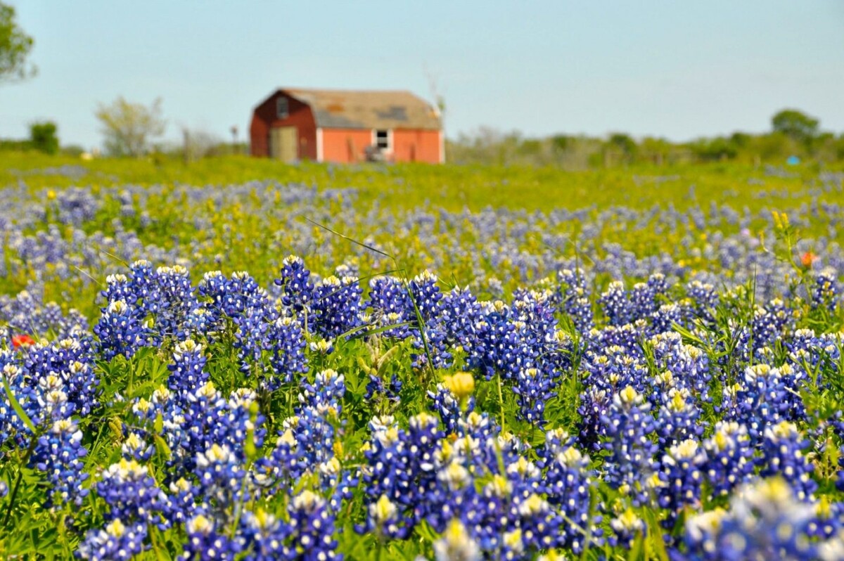 What Is The Most Popular Wildflower