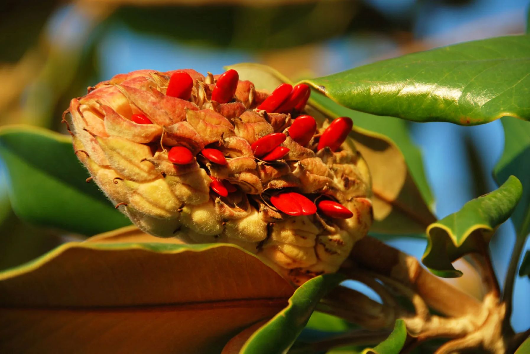 What Is The Purpose Of The Enclosed Seeds In A Fruit Found On A Flowering Plant?