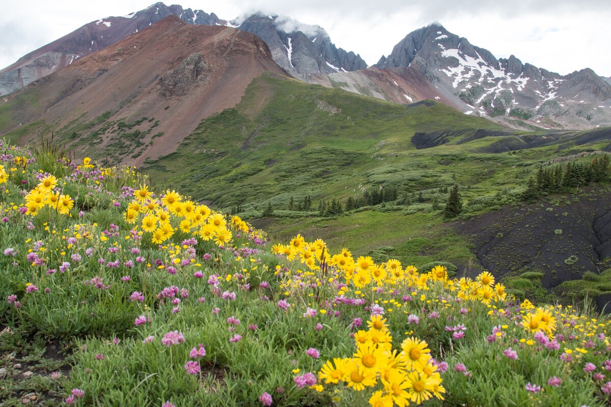 What Is The State Wildflower Of Colorado?