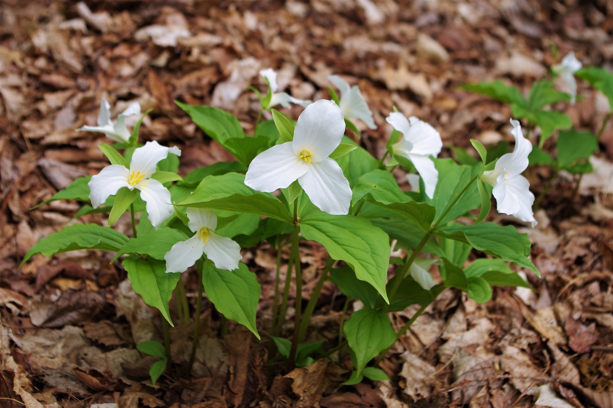 What Is The State Wildflower Of Michigan?