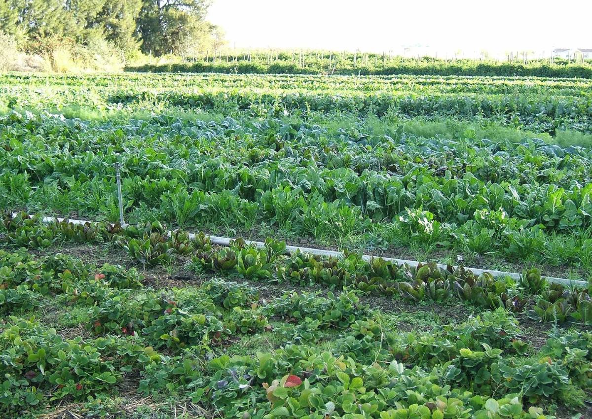 What Is The Underlying Premise Behind Crop Rotation?