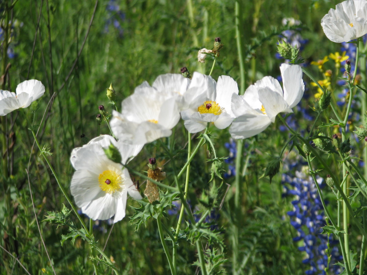 What Is The White Wildflower In Texas