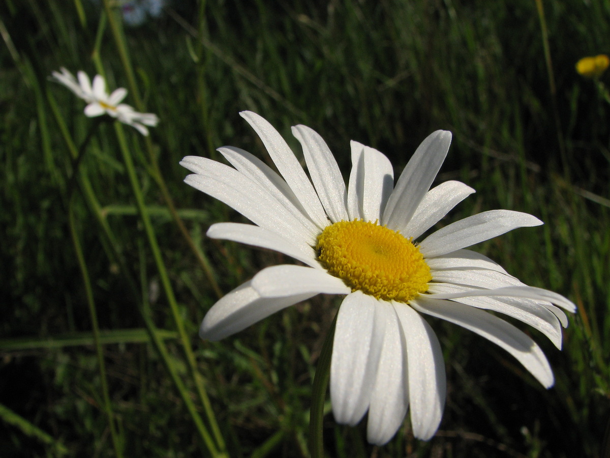 What Is The Wildflower That Looks Like A Daisy?