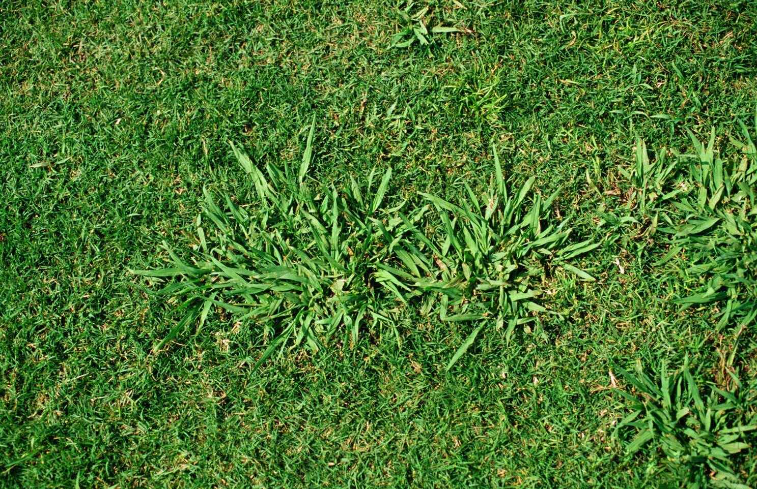 What Kills Dallisgrass In Lawns