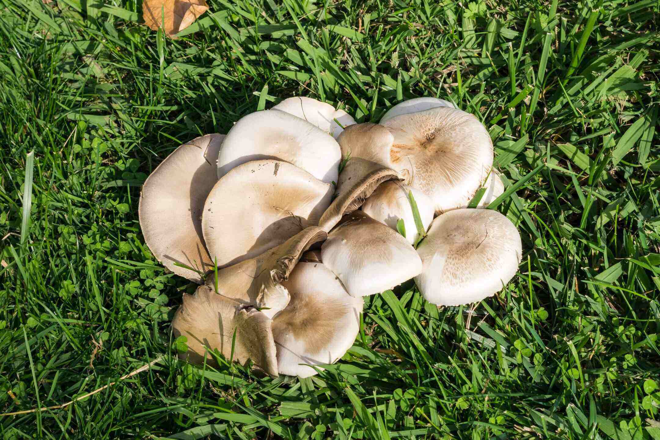 What Kills Mushrooms On Lawns