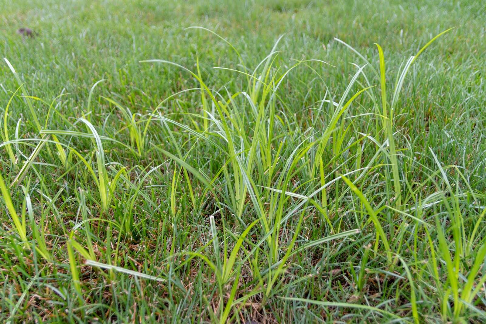 What Kills Nut Grass In Lawns