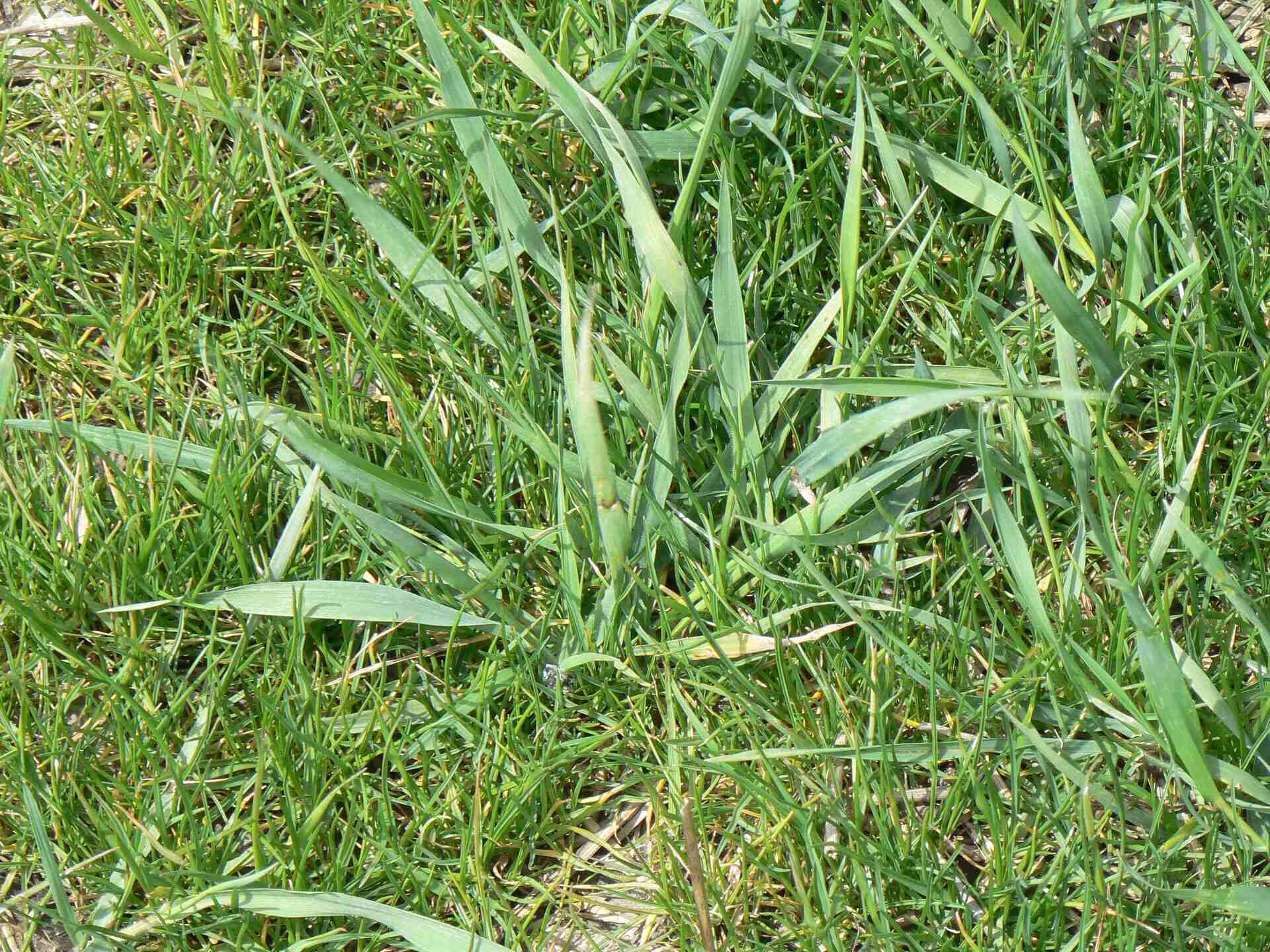 What Kills Quackgrass In Lawns