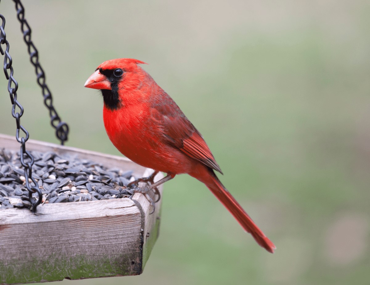 What Kind Of Seed Do Cardinals Like