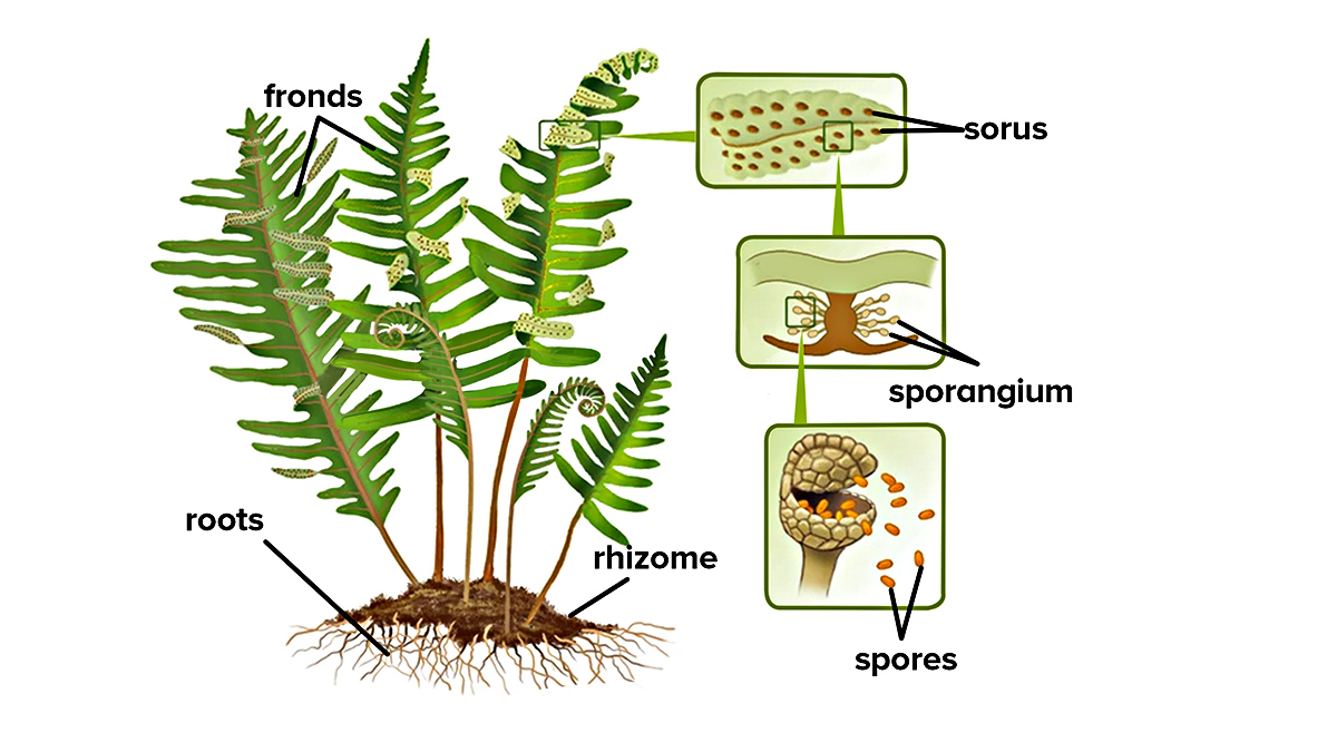 What Kind Of Structure Does Sporangia Germinate And Produce