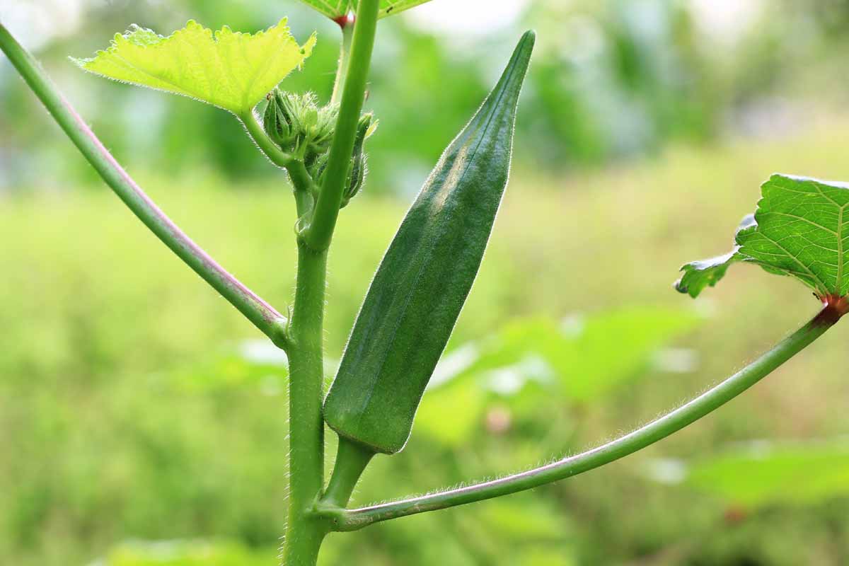 What Kind Of Veg Is Okra Crop Rotation