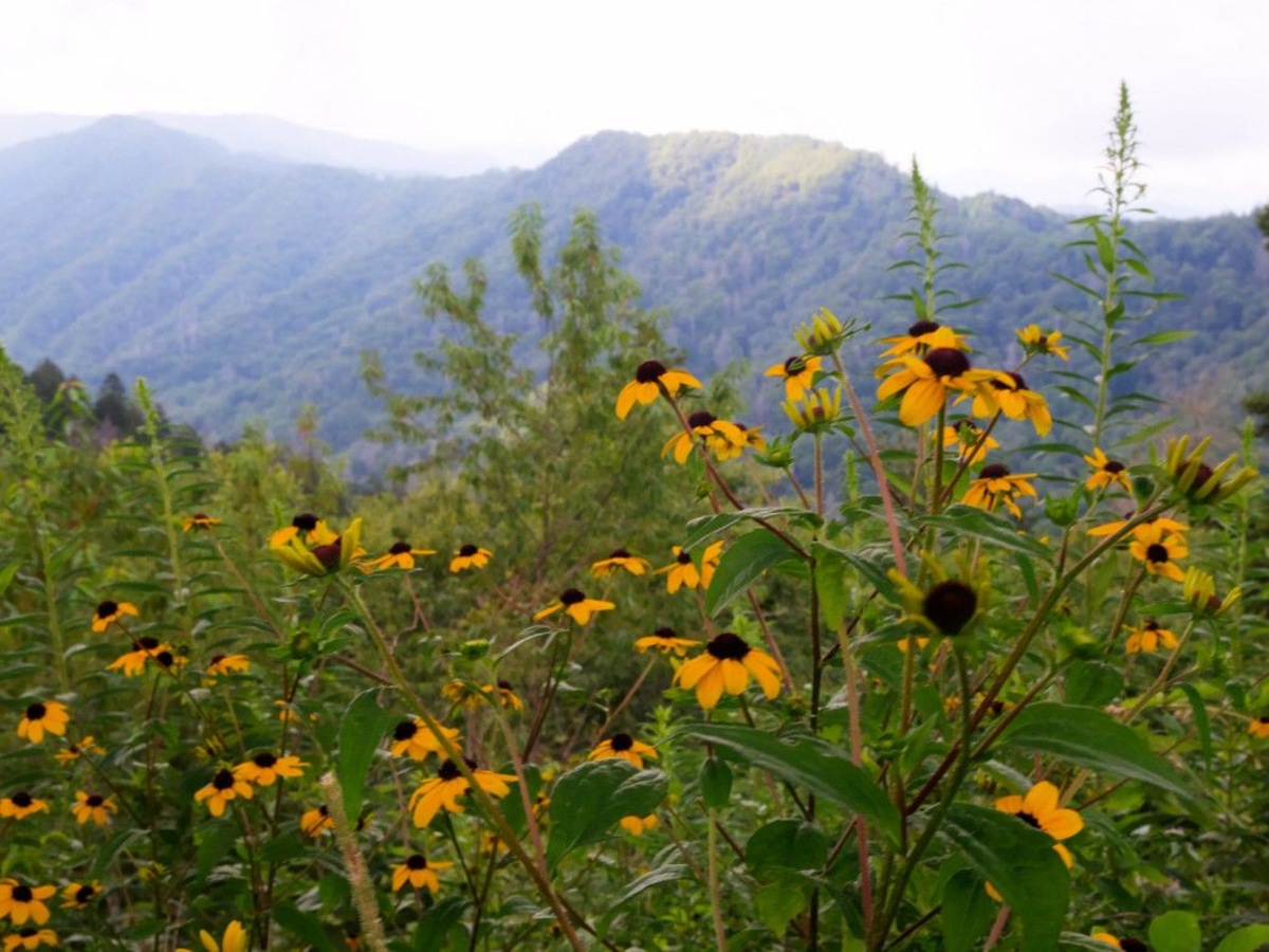 What Kind Of Wildflowers Are In Great Smoky Mountains Near Cosby