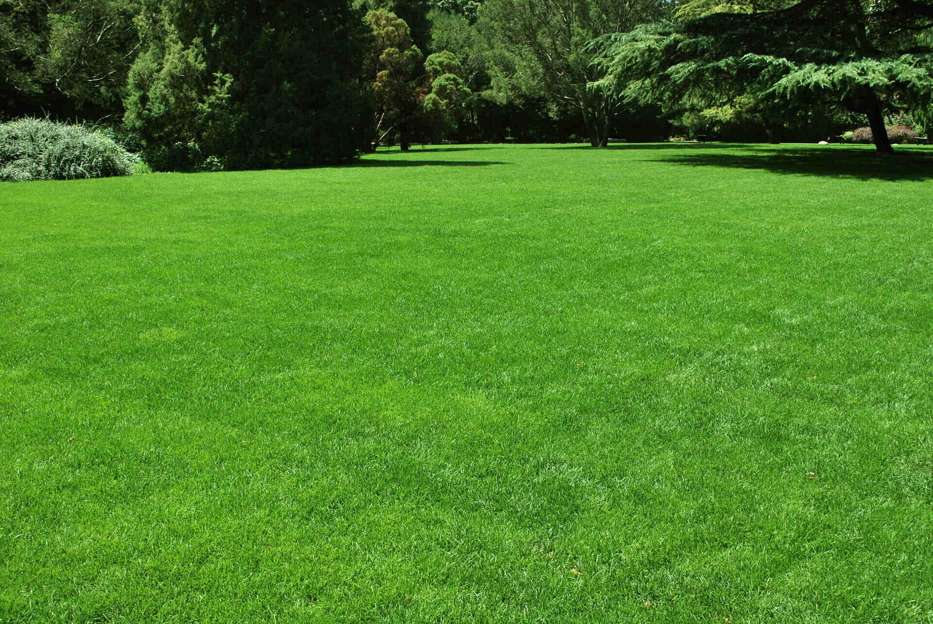 What Makes Lawns Green