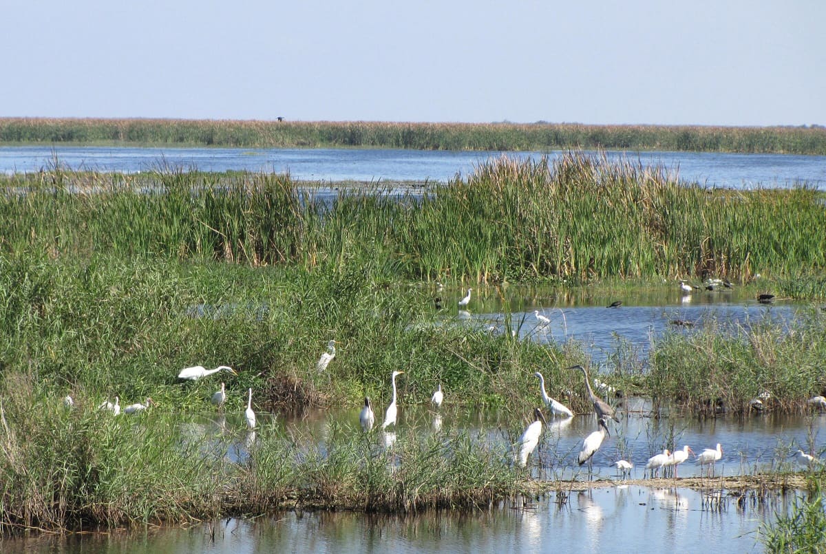 What Native Plant Is Taking Over Parts Of The Everglades Due To Excess Nutrients