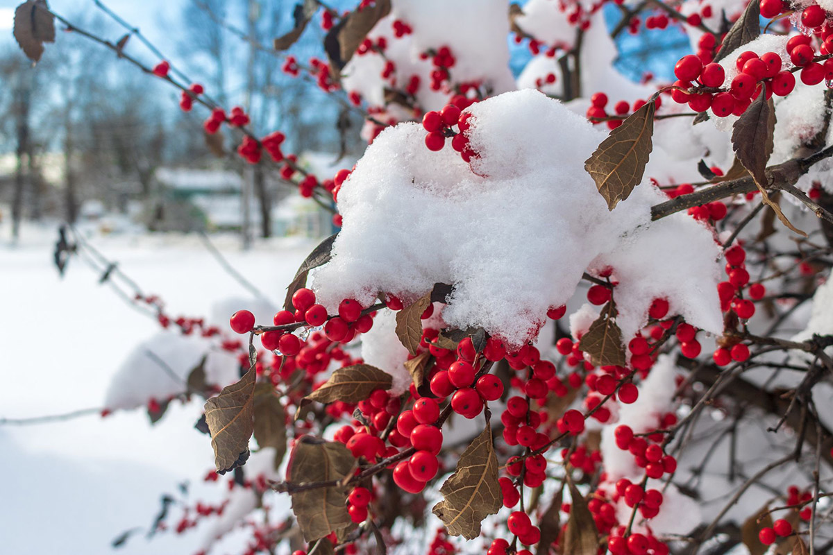 What Plants Germinate In Winter